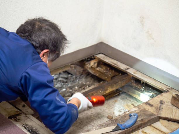 Best Water Damage Restoration  in Friona, TX