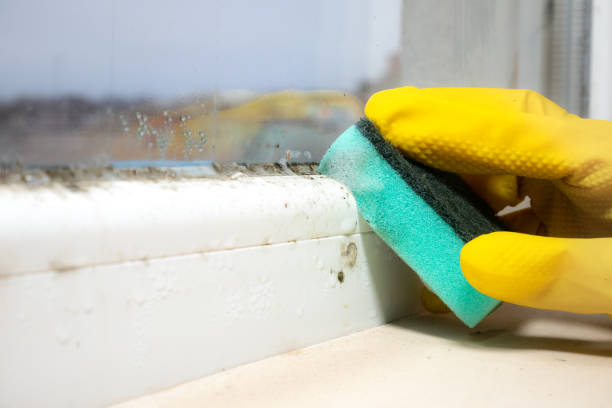 Best Office Mold Removal Services  in Friona, TX